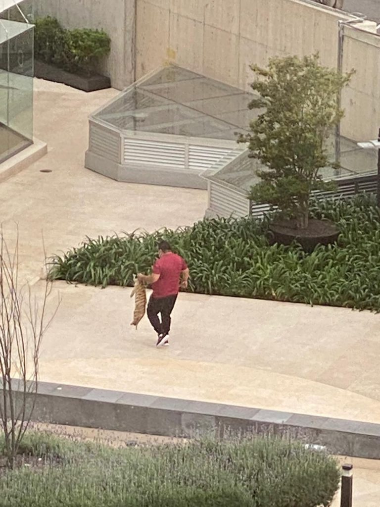 Mujer paseaba en una Plaza de Polanco a un cachorro de tigre