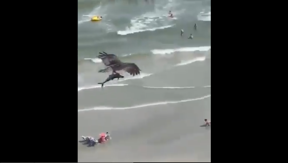 (Video) Águila sorprende a turistas cazando un tiburón en una playa de Florida
