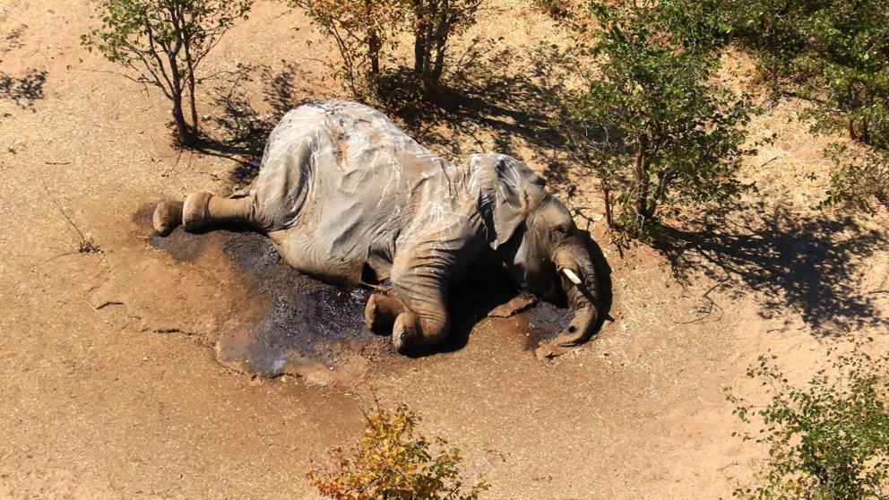 Aparecen más de 300 elefantes muertos en el sur de África