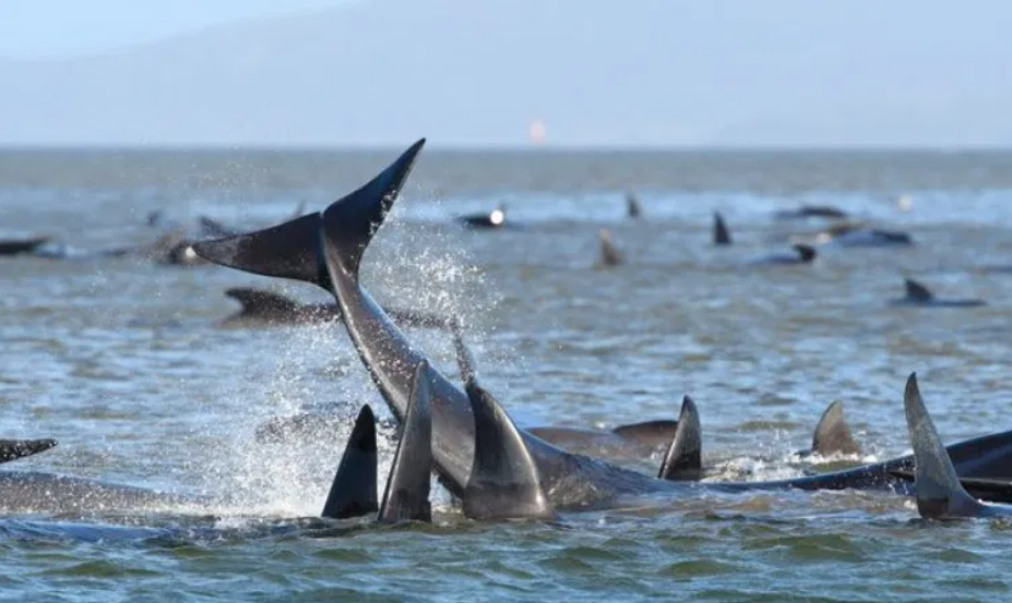 Más de 400 ballenas quedan varadas en Autralia