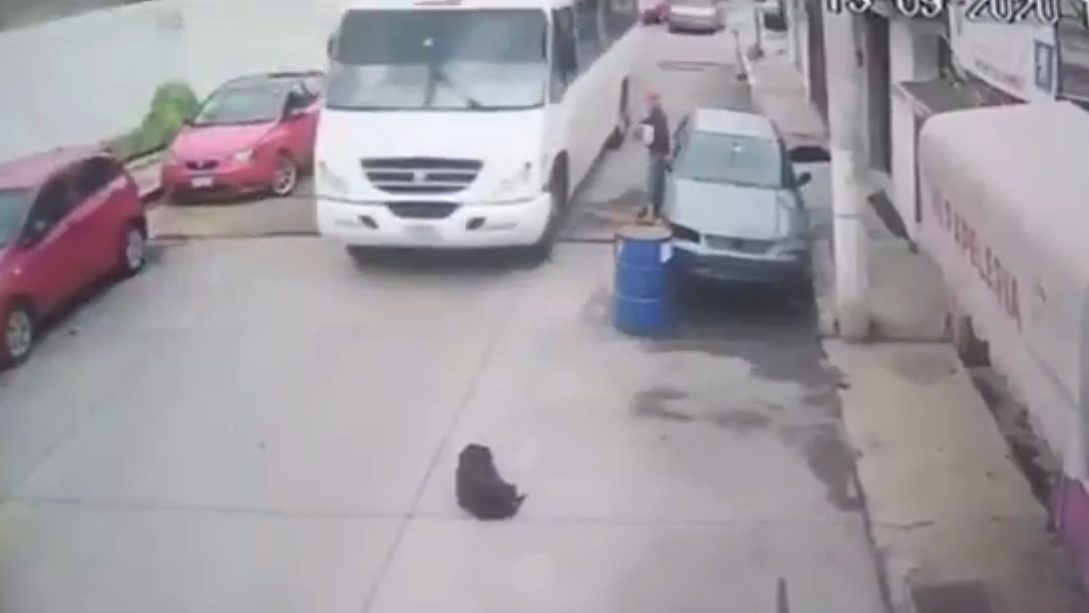 (Video) Chofer atropella a un perrito porque pensó que ya estaba muerto