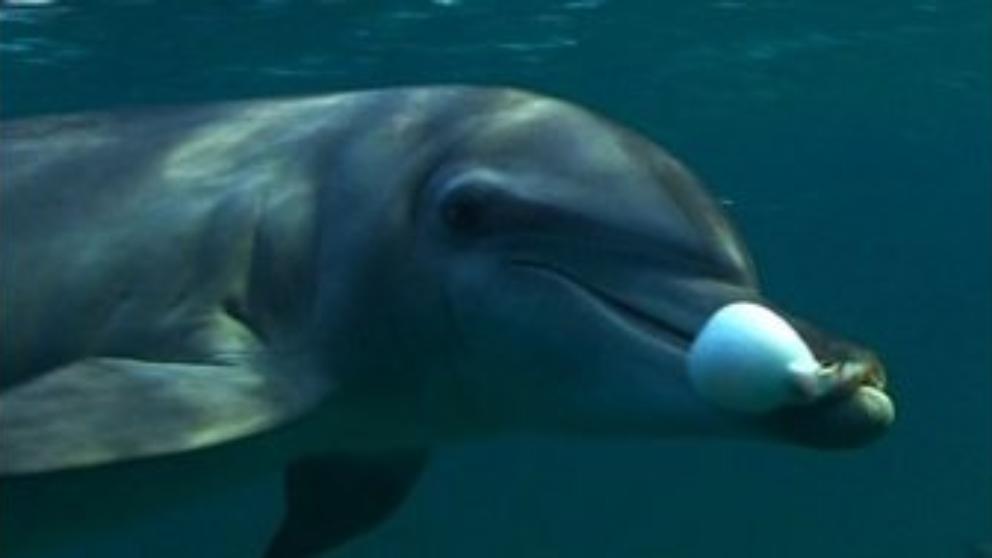 VIDEO-Grupo de delfines captados drogándose con pez globo.