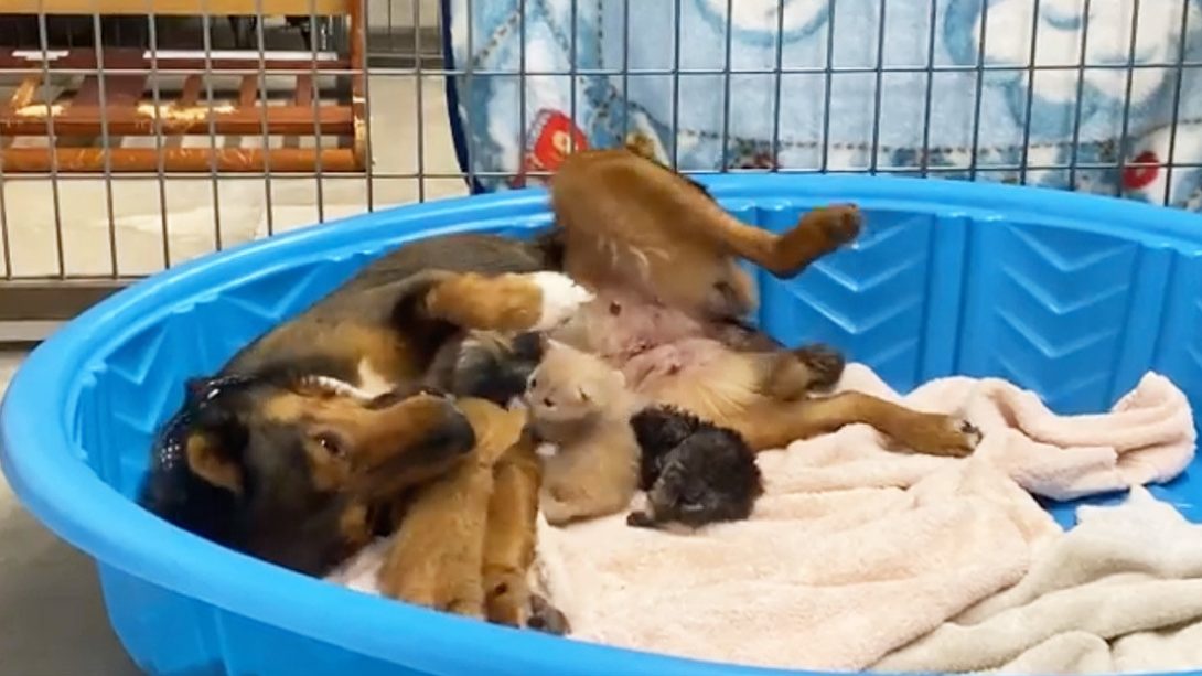perrita-rescatada-adopta-a-gatitos-tras-perder-a-sus-cachorritos