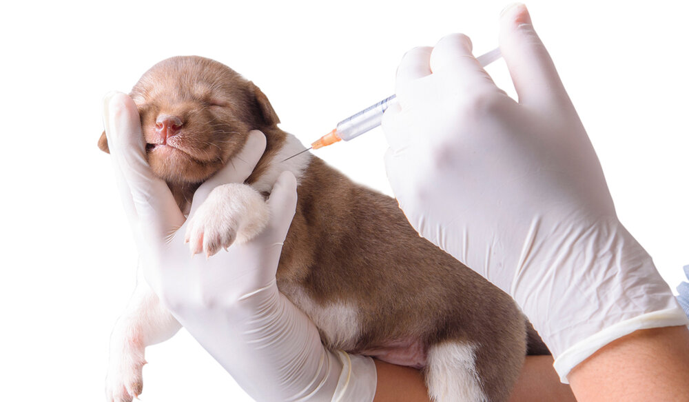 ubica-los-puestos-de-la-jornada-nacional-de-vacunacion-canina-y-felina-20205