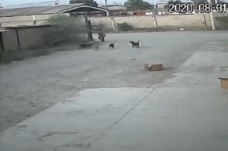 (Video) Perros en situación de calle atacan y quitan vida a hombre en Durango