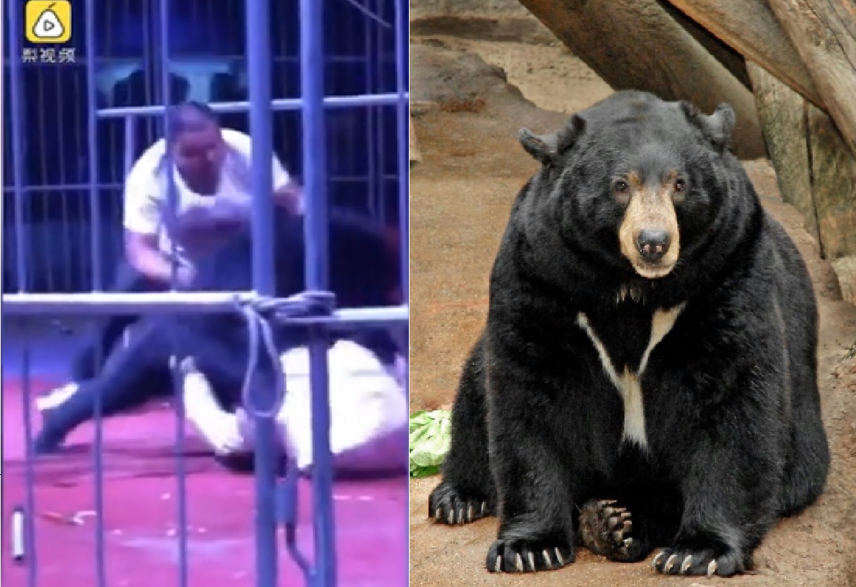 Oso ataca a domador en circo en China porque no le dieron comida