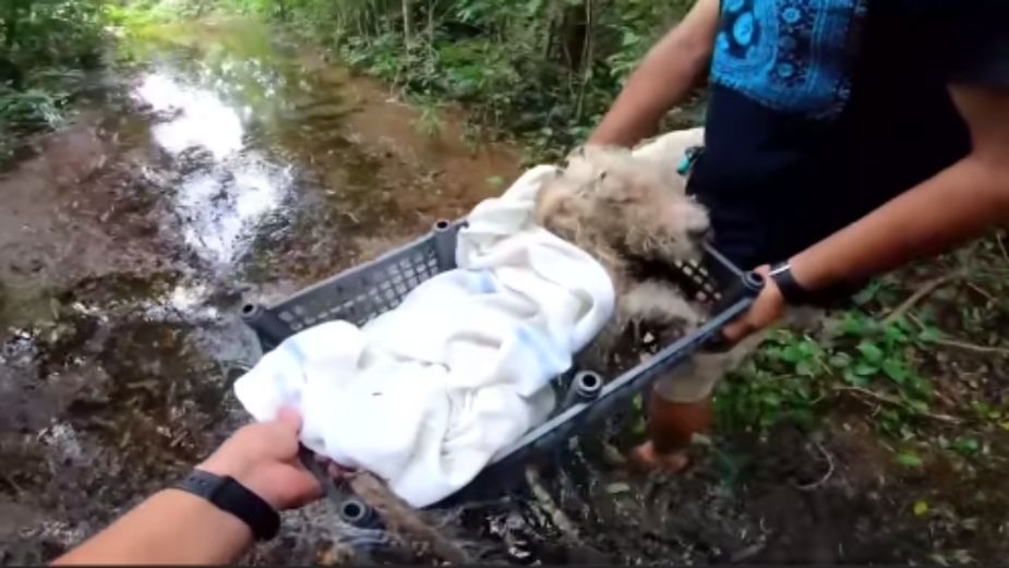Proclaman justicia para Bruno, perrito que fue atado del hocico y patas || VIDEO