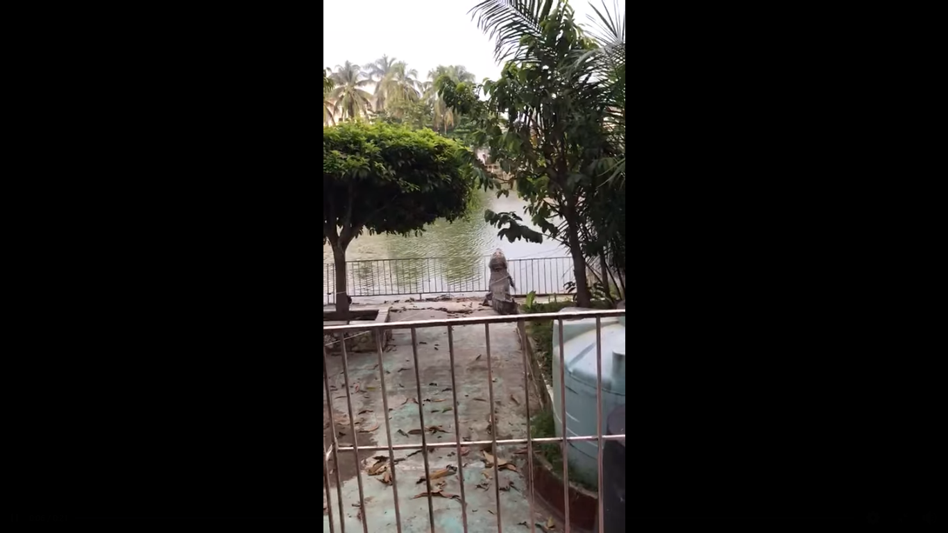(Video) Cocodrilo salta valla metálica en Villahermosa