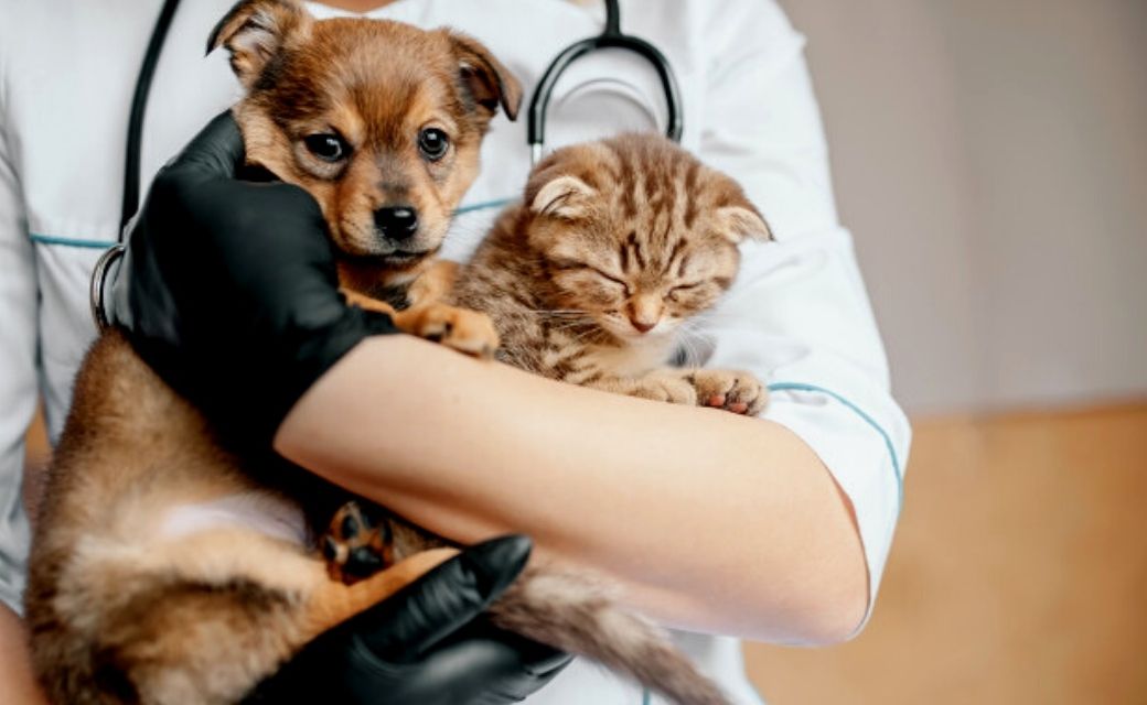 esterilizacion-perros-y-gatos