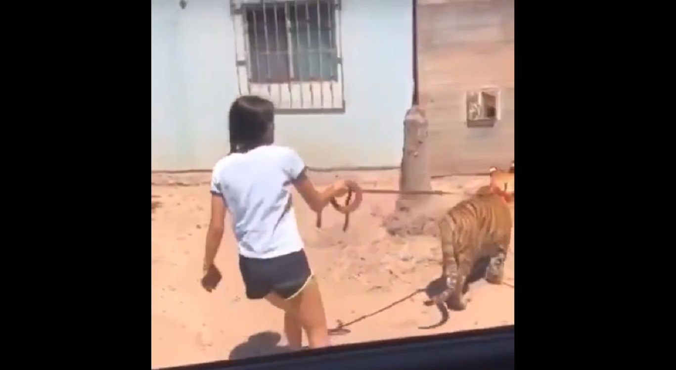 (Video) Niña pasea a un tigre por una calle de Sinaloa