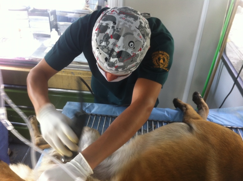 UAEMex esteriliza a tus perros y gatos gratis - Consulta la información aquí