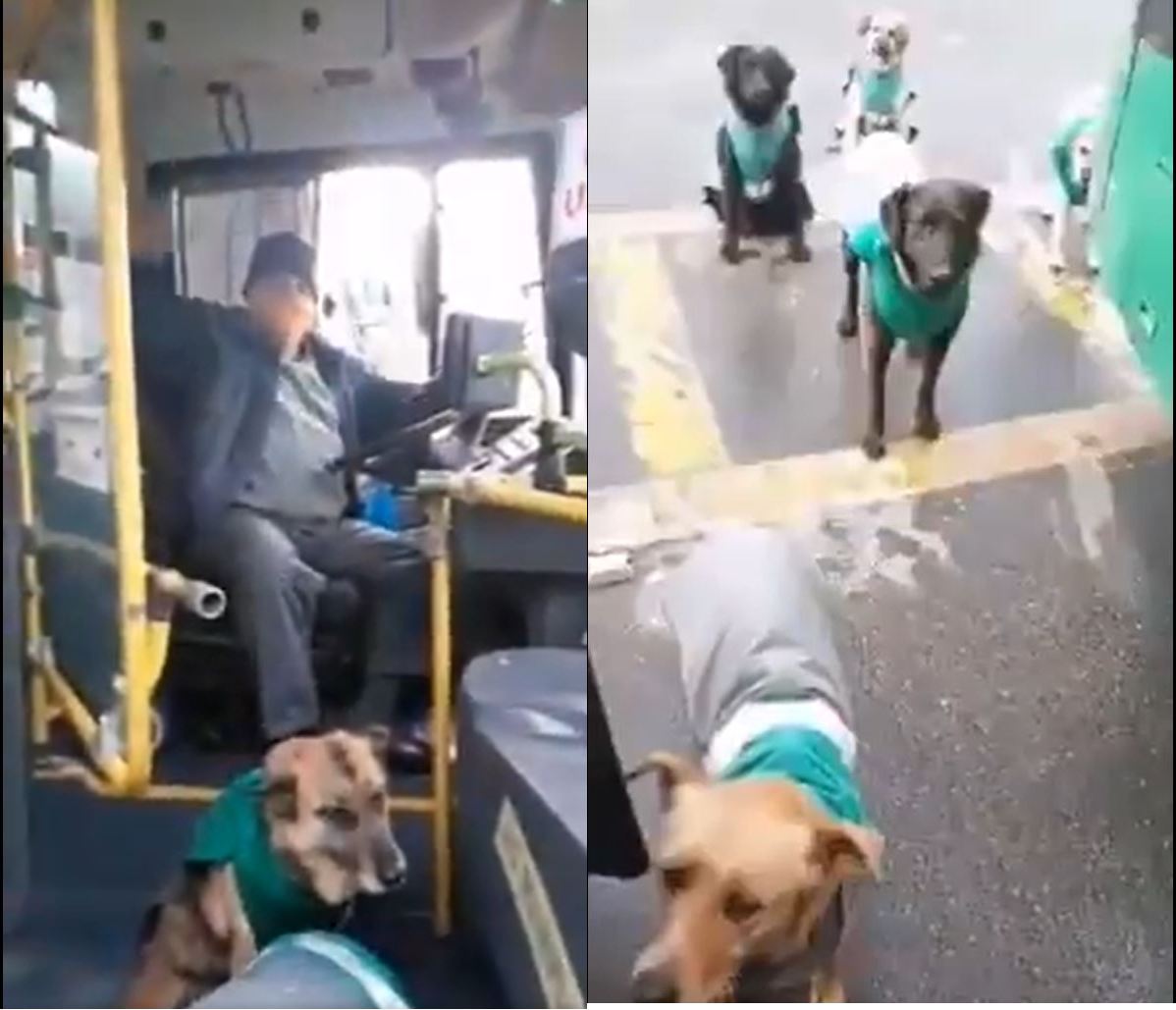 Viral: Contratan perritos callejeros para acompañar a choferes en transporte público