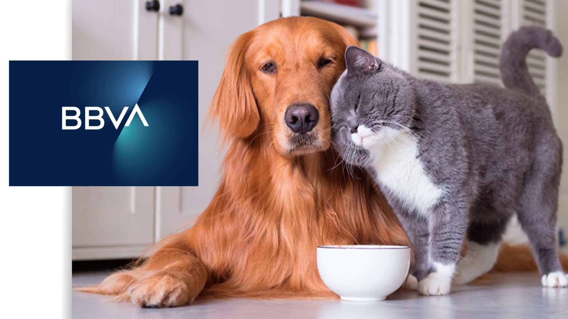 BBVA ofrece seguro de vida digital para mascotas