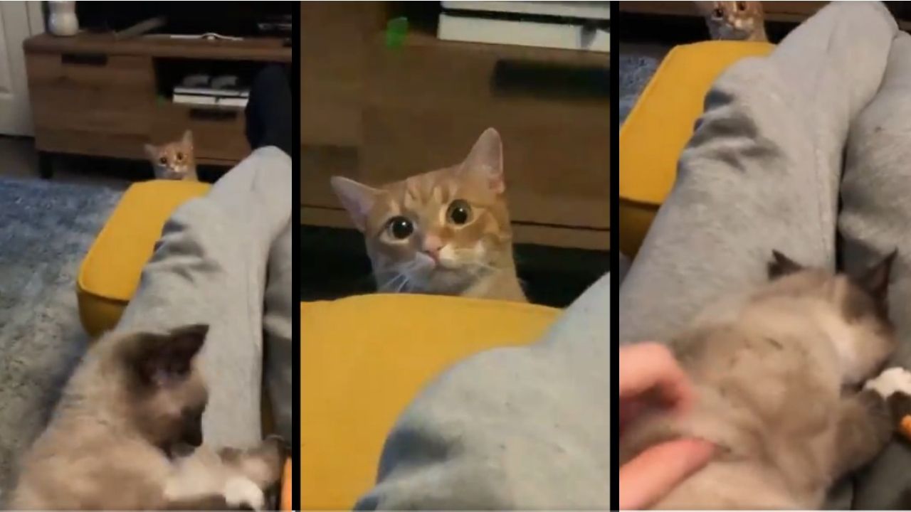 (VIDEO) Gato se pone triste cuando su dueño acaricia a otro michi