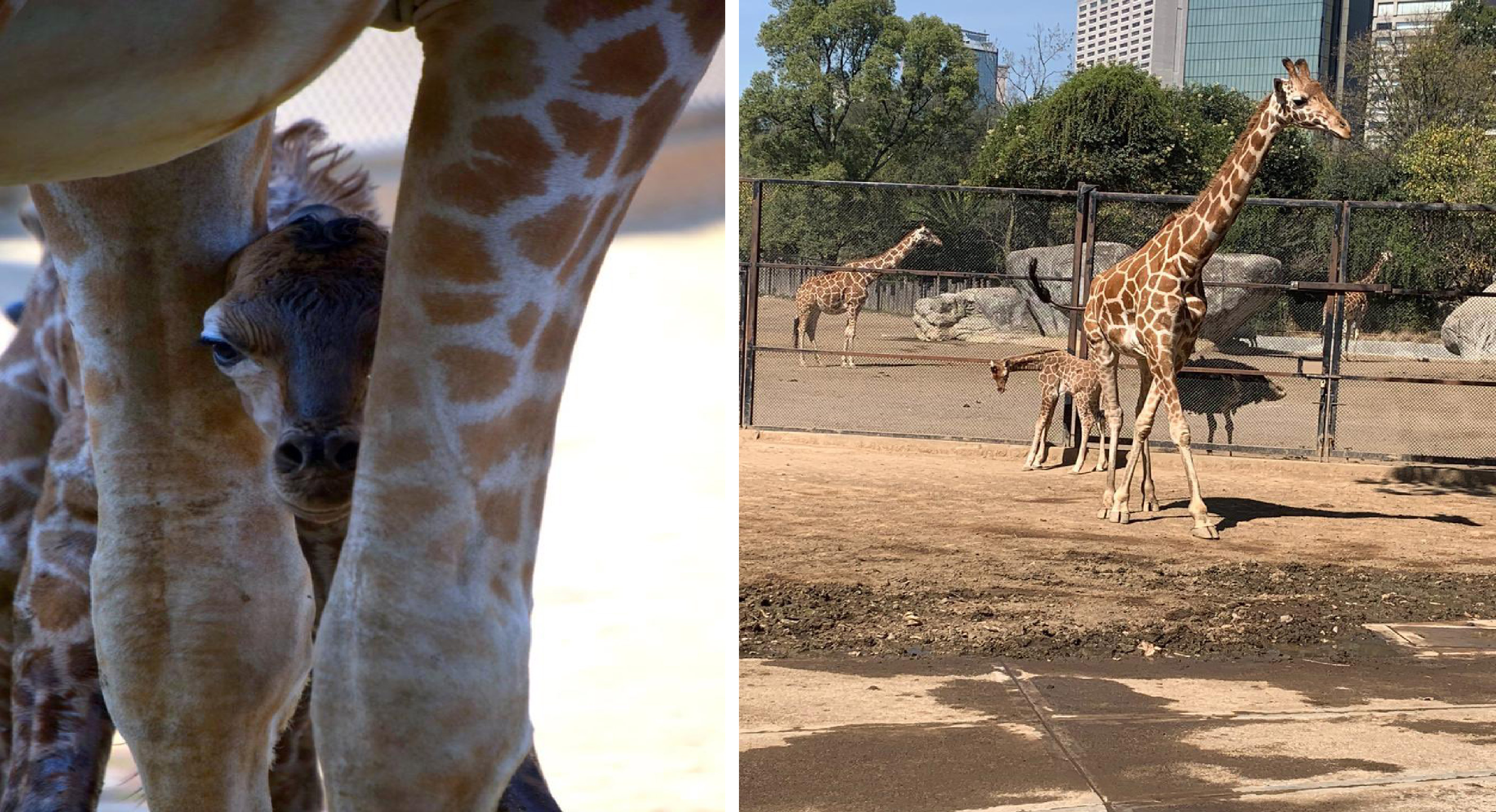 Nueva jirafa se suma al Zoológico de Chapultepec