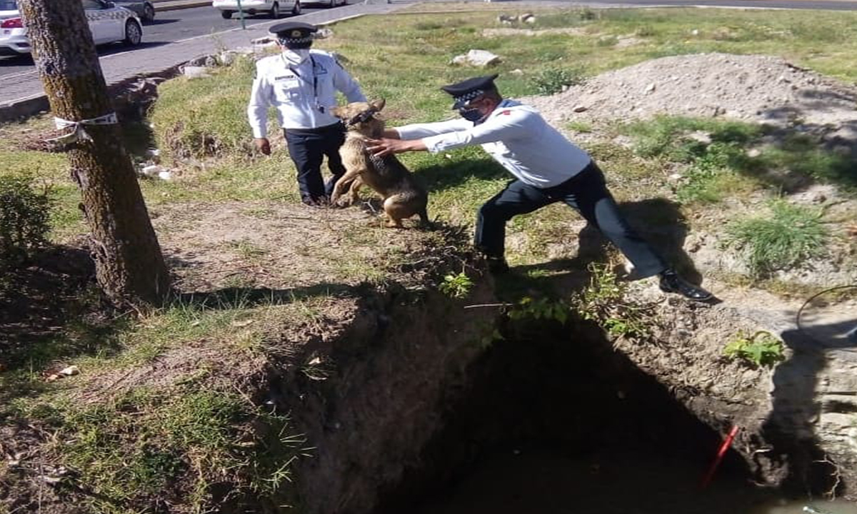 Perro es rescatado por policías en Toluca