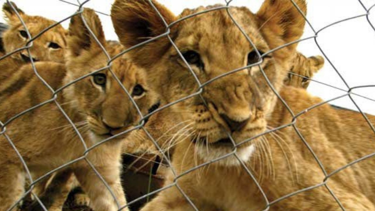 Se escaparon cuatro leones de criadero en el Edomex