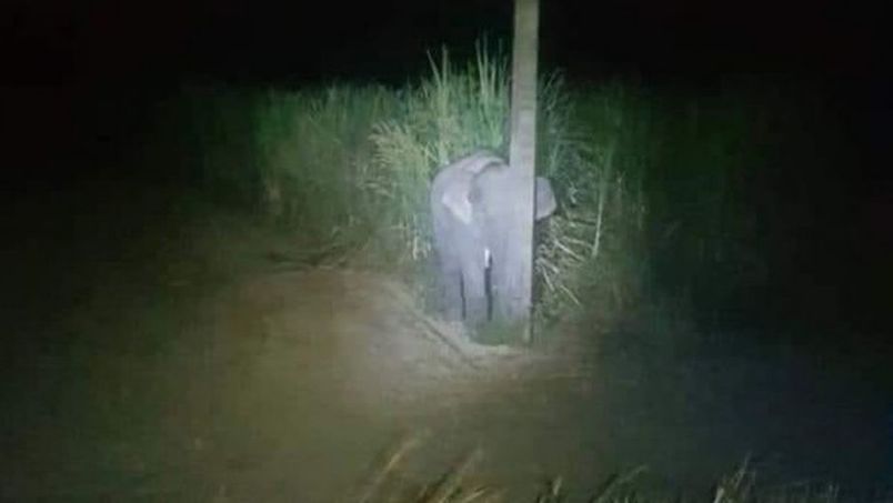 Elefante bebé se esconde detrás de un poste tras robar caña de azúcar -  TOLUCA