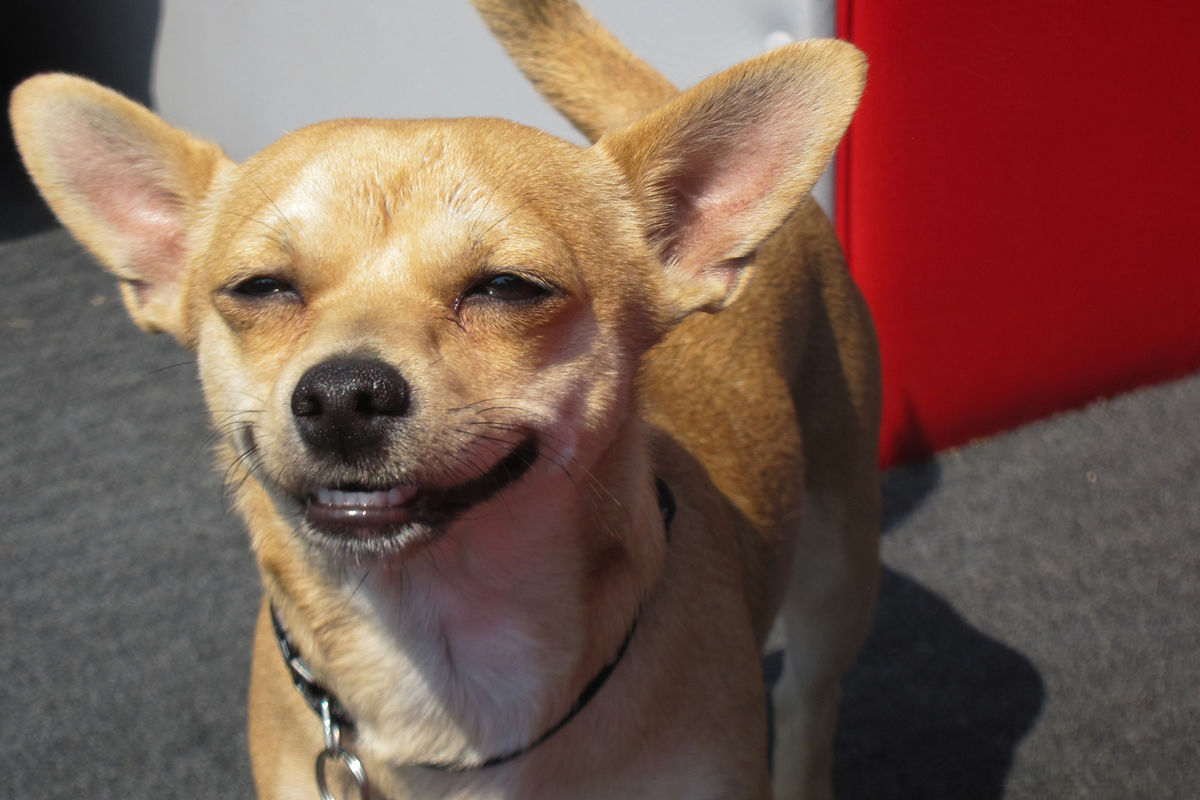 UNAM: Investigación revela que perritos pueden sonreír