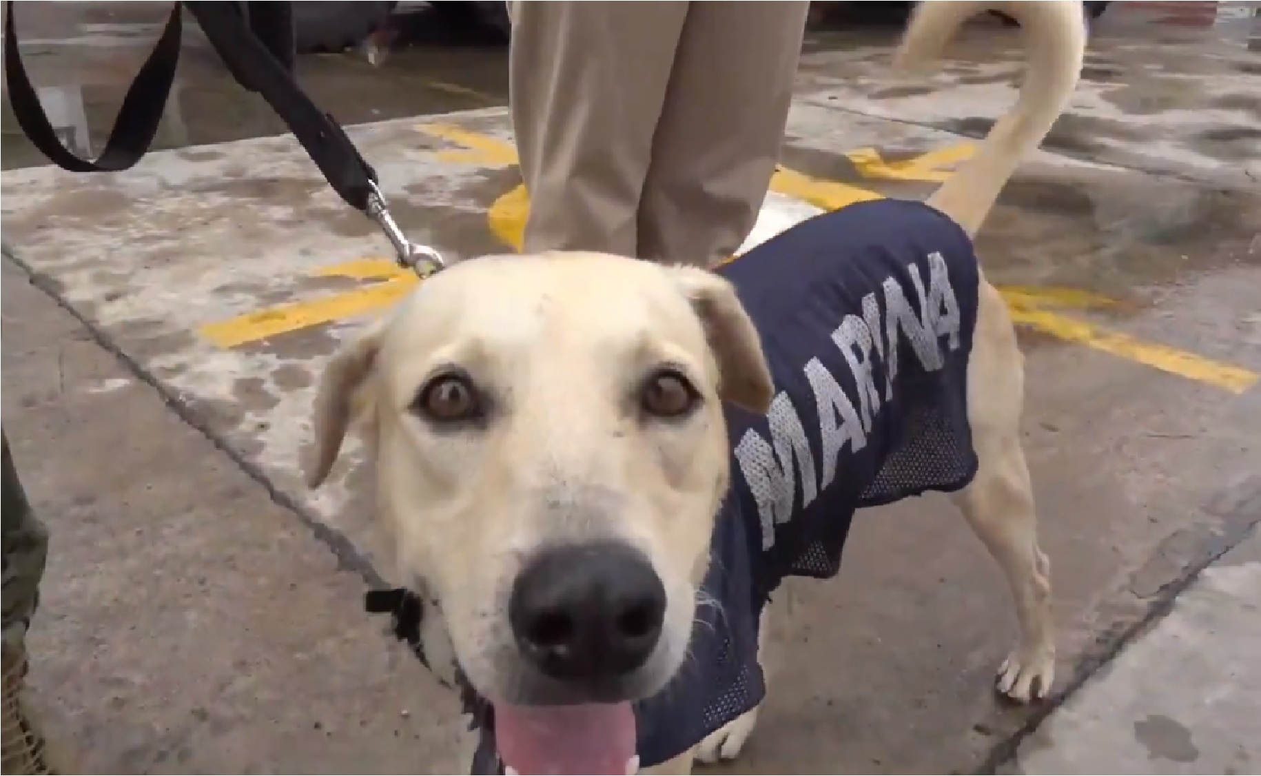 Marina adopta al perrito que rescató de las inundaciones de Tabasco