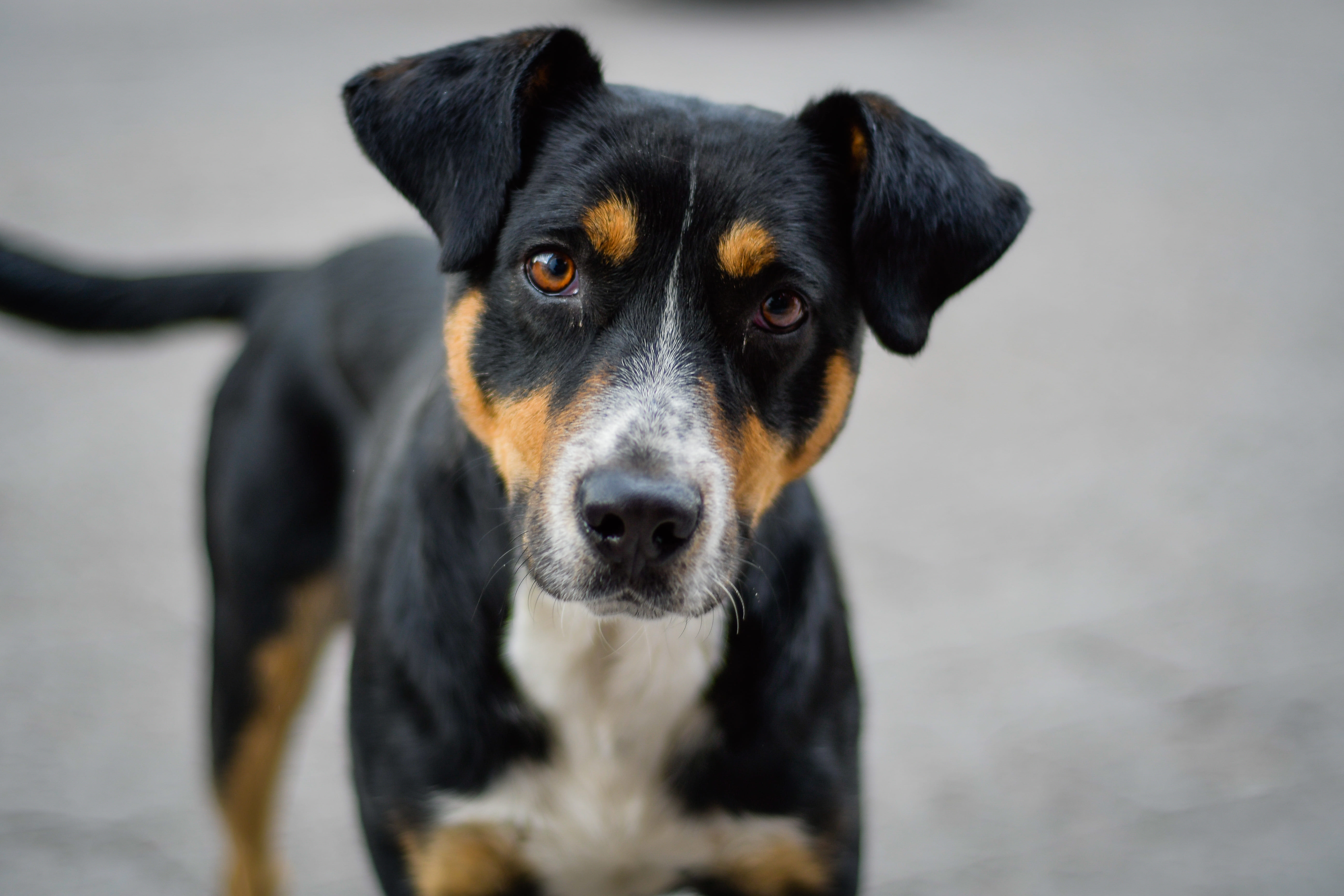 perros-pueden-detectar-si-alguien-es-malo-segun-estudio