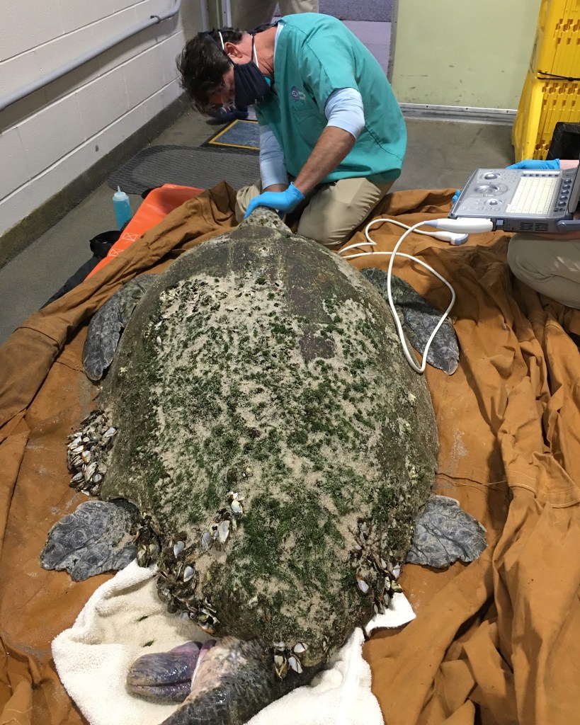 rescatan-extraña-tortuga-de-casi-160-kilogramos-1