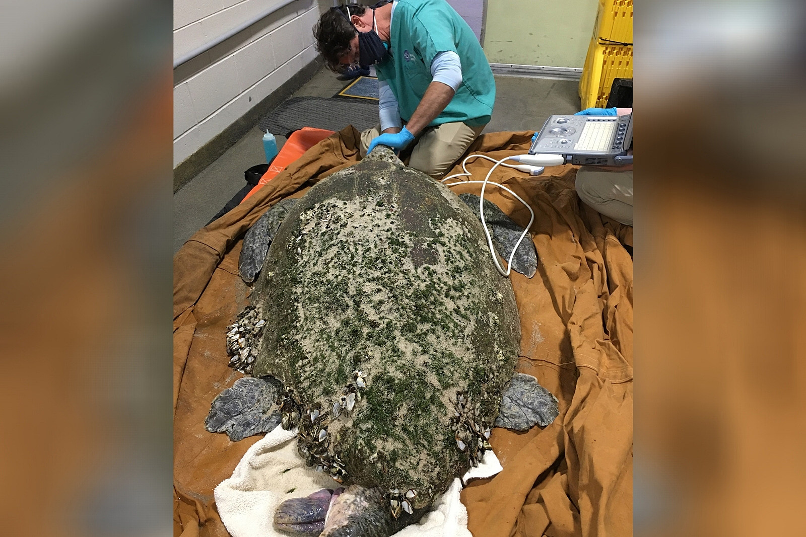 Rescatan extraña tortuga de casi 160 kilogramos