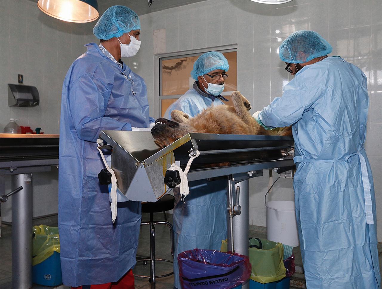 Toluca: Suspenden vacunación y esterilización de perros y gatos por caso de coronavirus