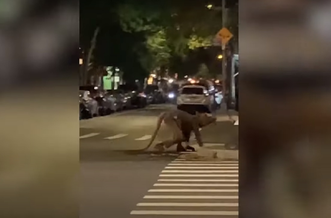 (Video) Supuesto "hombre rata" causa sensación en las calles de Nueva York