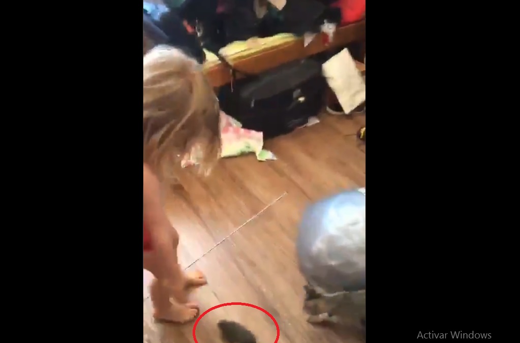 (Video) Madre grita al descubrir la criatura con la que jugaba su pequeña hija en su casa