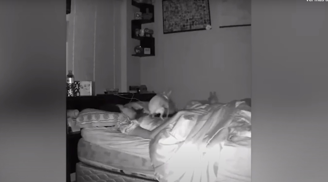 (Video) Mientras su dueña dormía un perrito se hizo del baño sobre ella