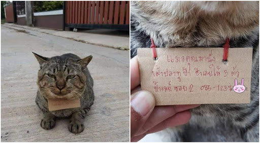 Viral: Gatito desaparece por varios días y vuelve endeudado