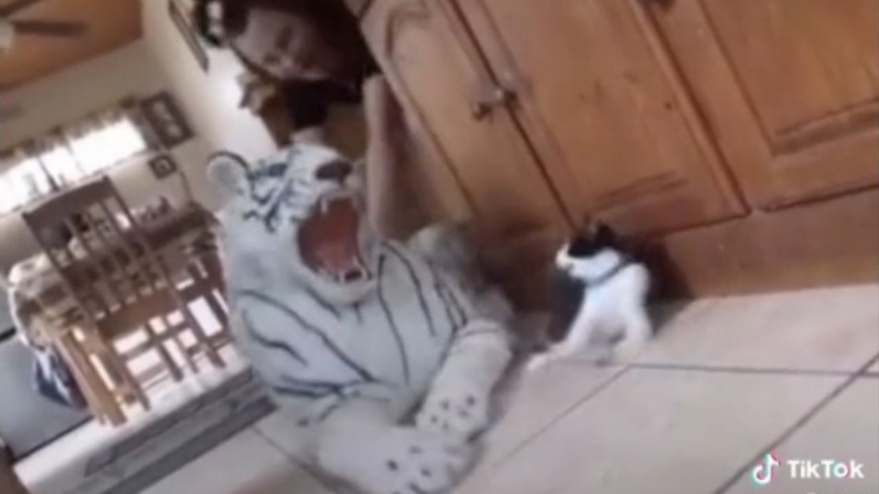 (VIDEO) Mujer casi le provoca un infarto a su gato por broma
