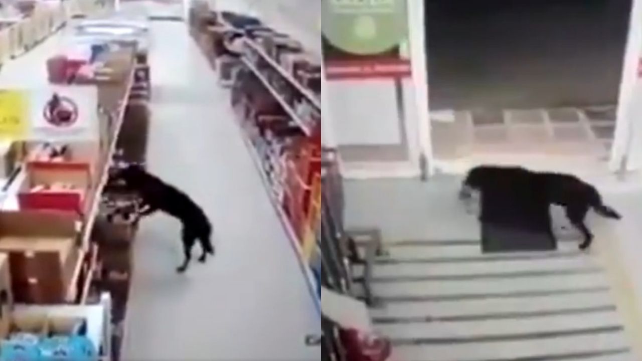 (VIDEO) Perro entra a robar comida y a la salida sanitiza sus patitas