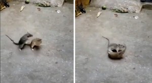 Viral enfrentamiento entre ratas de la Central de Abastos