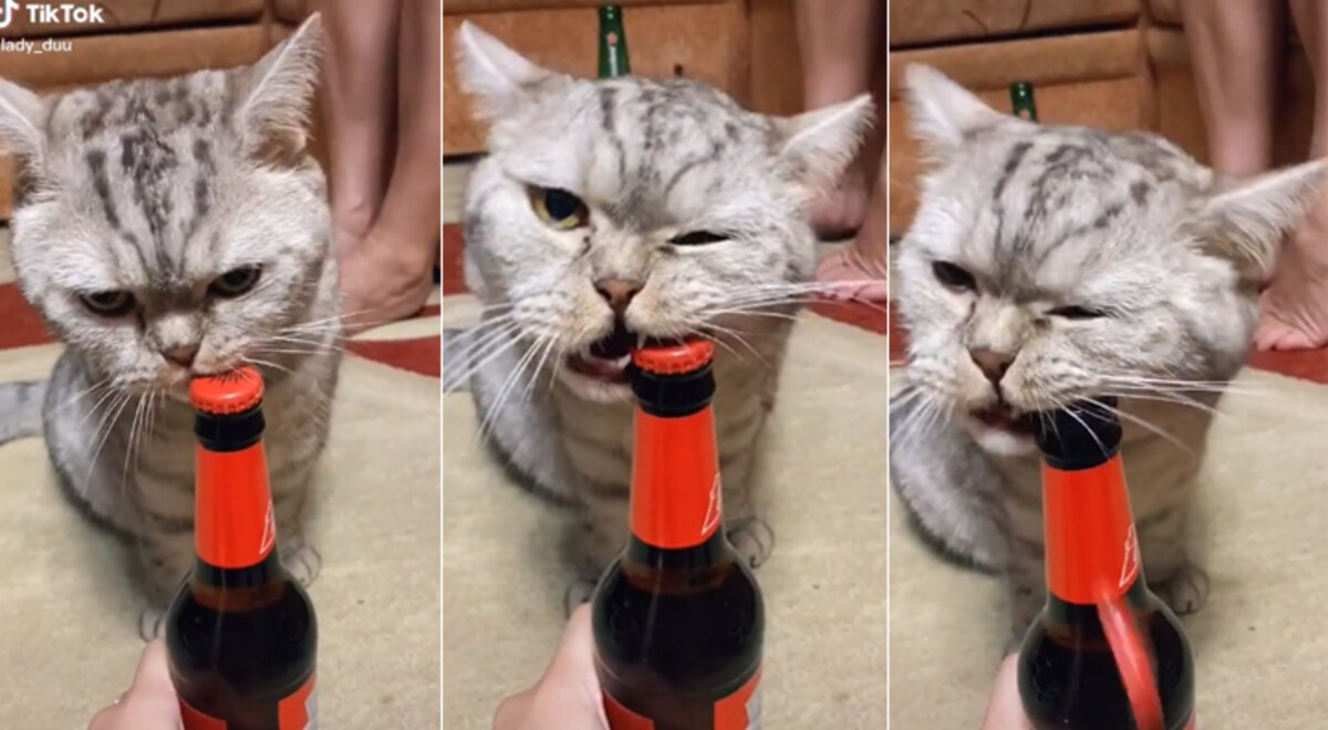 (VIDEO) Gato es famoso por abrir las cervezas con los dientes