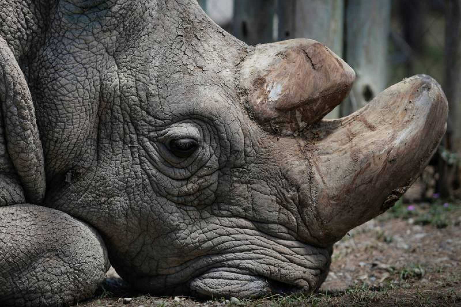 Declaran al Rinoceronte Blanco del Norte oficialmente extinto