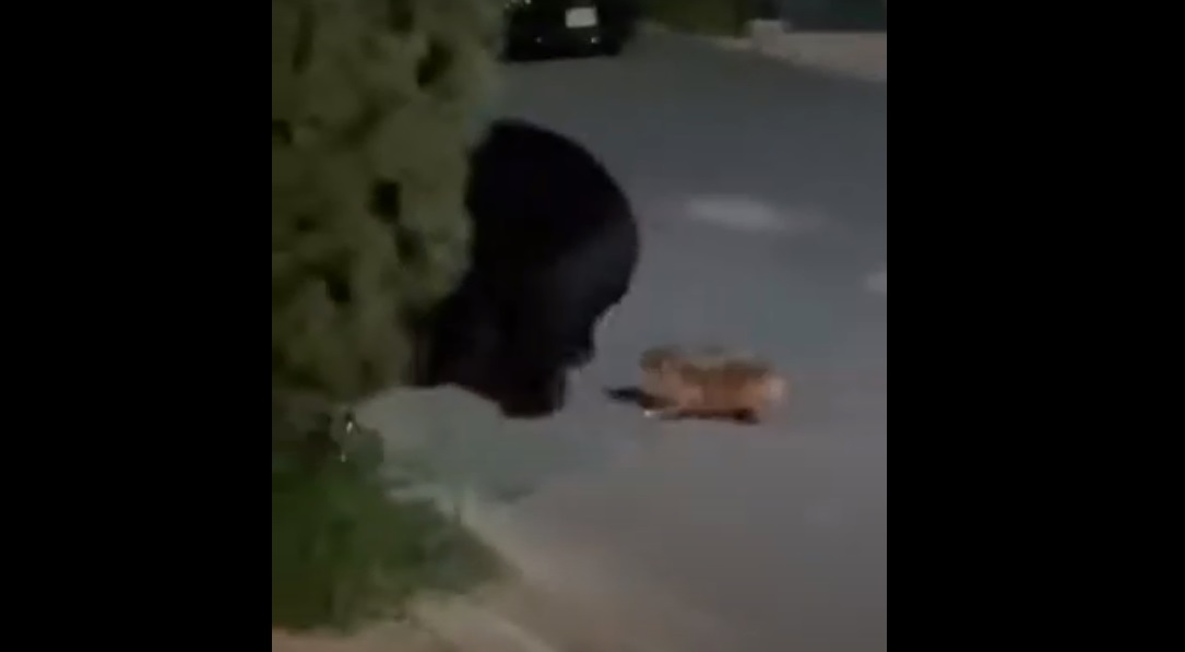 (Video) Perrito chihuahua intenta alejar a un oso de su casa en Nuevo León