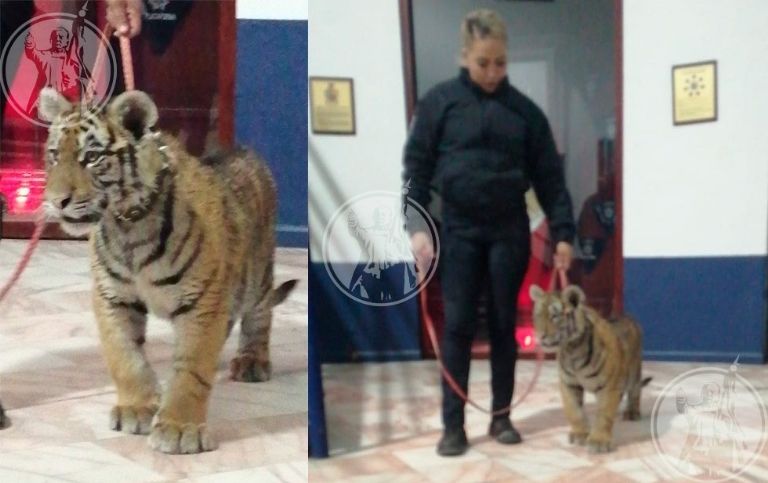 (Video) Tigre de bengala pasea por calles de Ciudad Juárez 