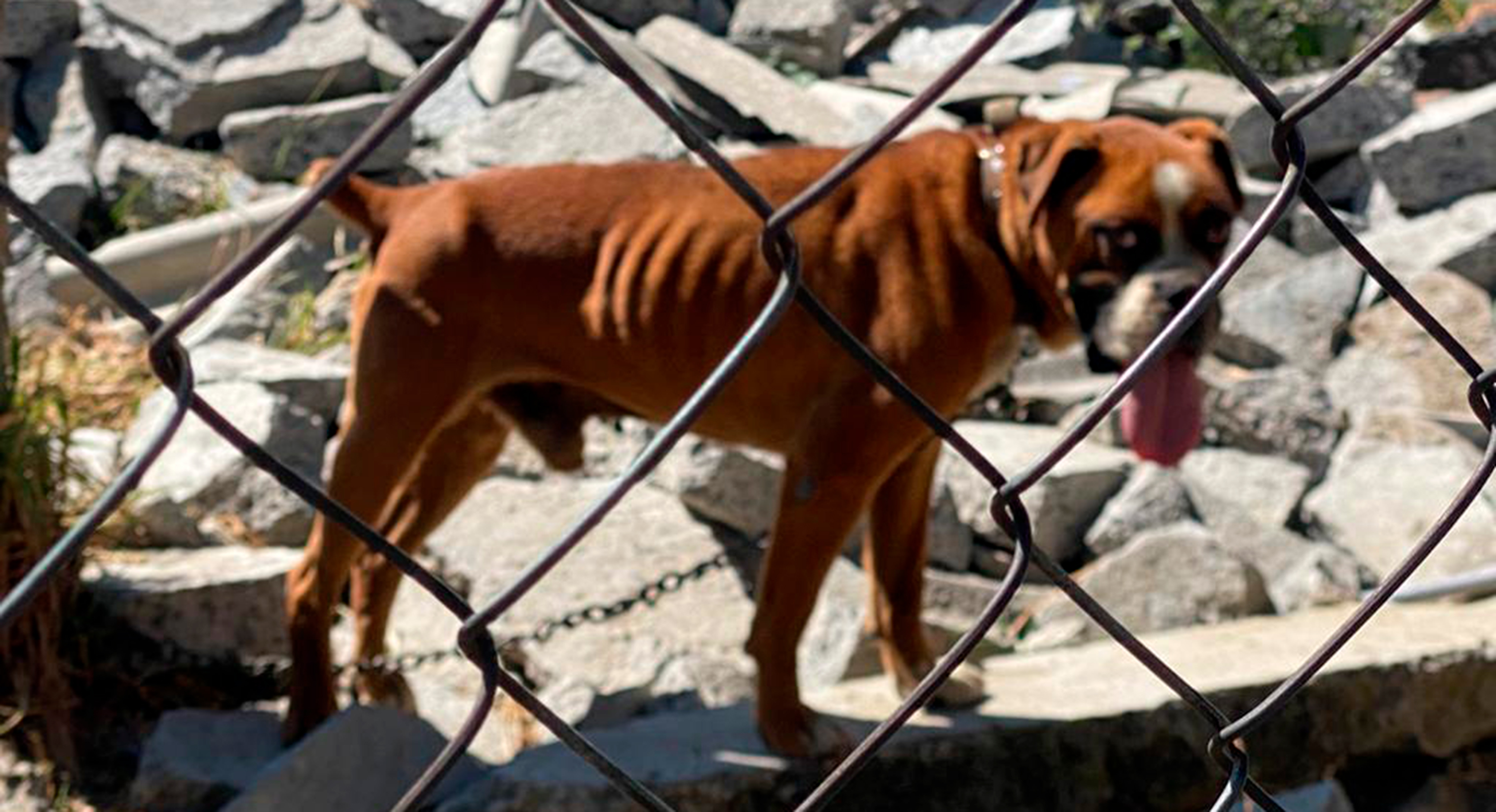 Toluca rescata a dos perros de maltrato animal || FOTOS