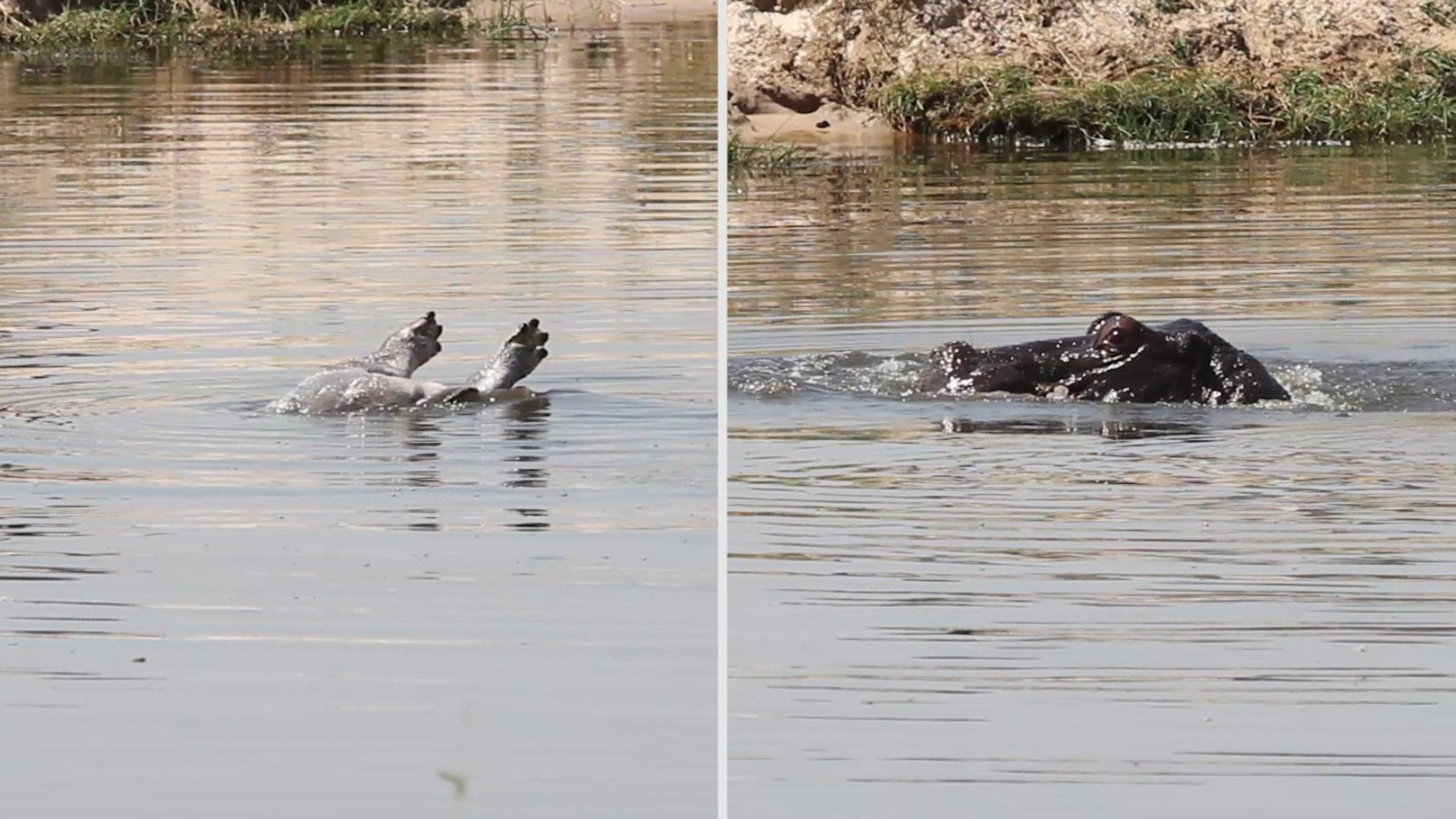 Captan a hipopótamo llorando por su cría durante 11 horas