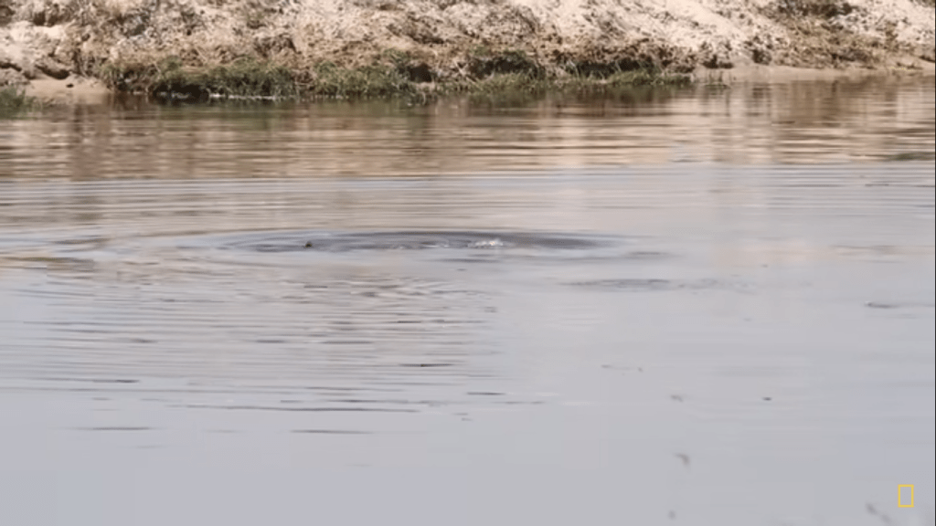 Captan a hipopótamo llorando por su cría durante 11 horas