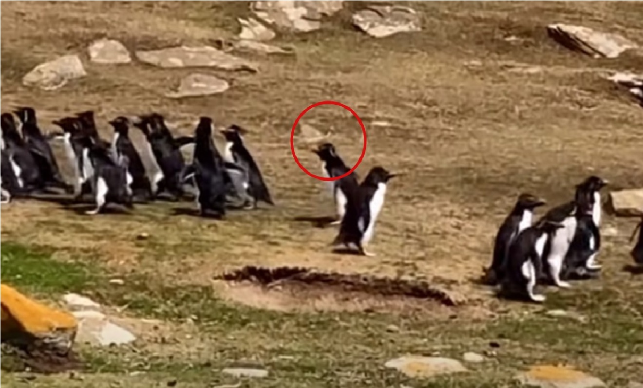Un pingüino despistado casi se va con otra familia || VIDEO