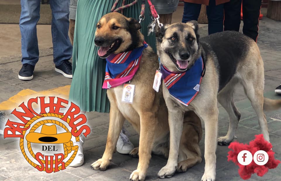 Restaurante de Toluca da trabajo a perros en situación de calle