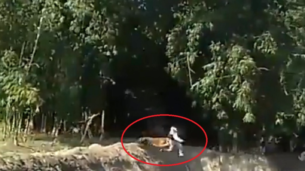 Video || Hombre en India es atacado por un tigre de bengala