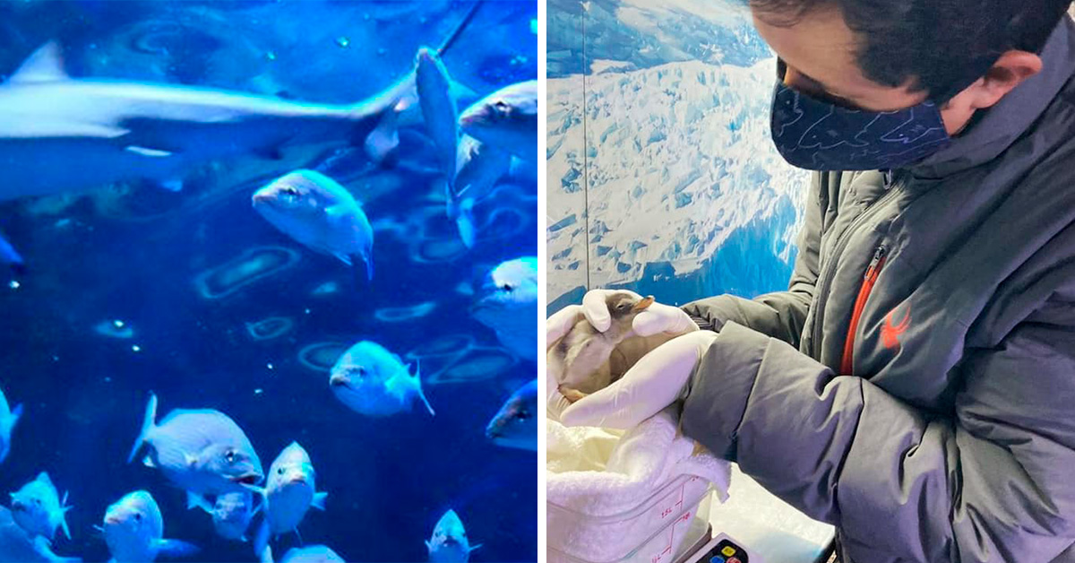Viral: Nace la primera cría de Pingüino antártico en México