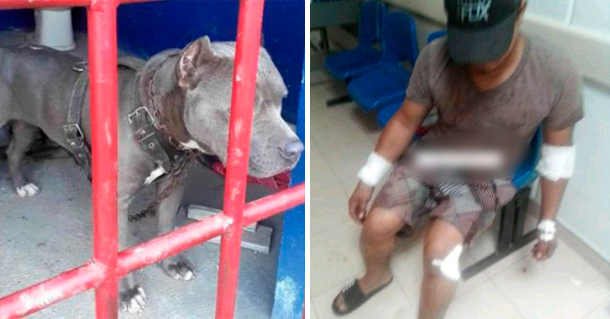 Viral: Perrito es encarcelado por morder a varias personas en Chiapas