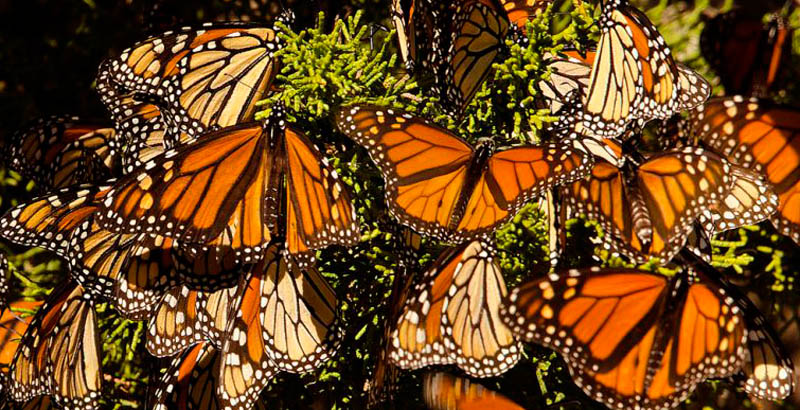 Por tala clandestina, disminuye presencia de mariposa monarca en México
