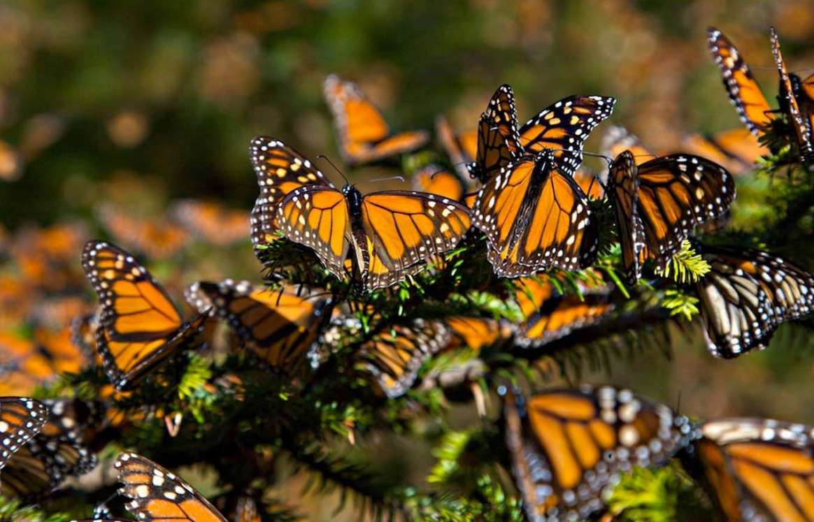 Cambio climático, cambio de uso de suelo y reducción de algodoncillos en sus lugares de reproducción, afectan el proceso de migración de las mariposas Monarca.