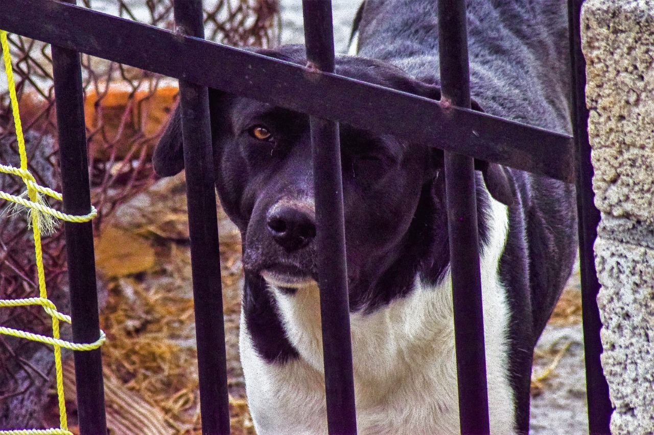 Edomex: Denuncian presunta secta que sacrifica perros para rituales